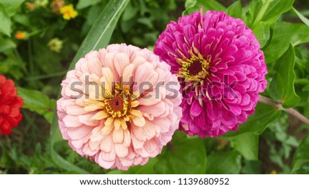 Natural background, flowers Royalty-Free Stock Photo #1139680952