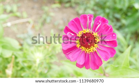Natural background, flowers Royalty-Free Stock Photo #1139680970
