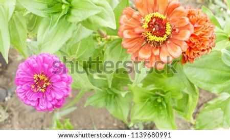 Natural background, flowers Royalty-Free Stock Photo #1139680991