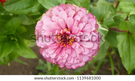 Natural background, flowers Royalty-Free Stock Photo #1139681000