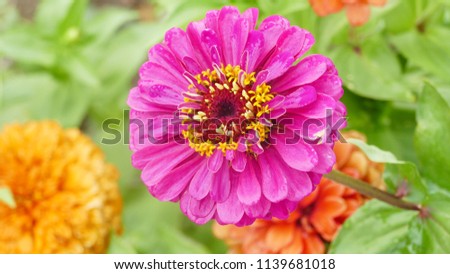 Natural background, flowers Royalty-Free Stock Photo #1139681018