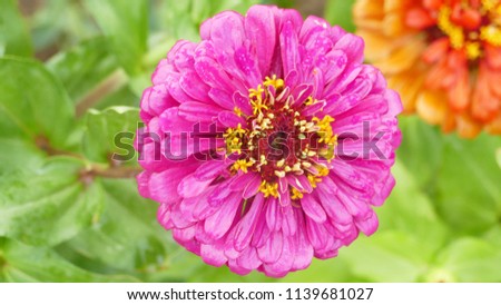 Natural background, flowers Royalty-Free Stock Photo #1139681027