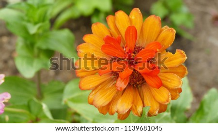 Natural background, flowers Royalty-Free Stock Photo #1139681045