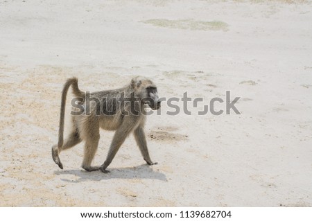 Baboon at a toilet station in Zimbabwe
