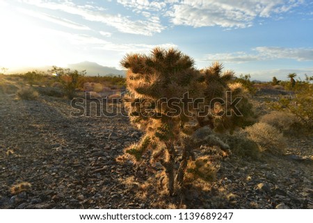 sunrise sunlight sunbeams illuminate cactus plant in Mojave Desert, Nevada, USA