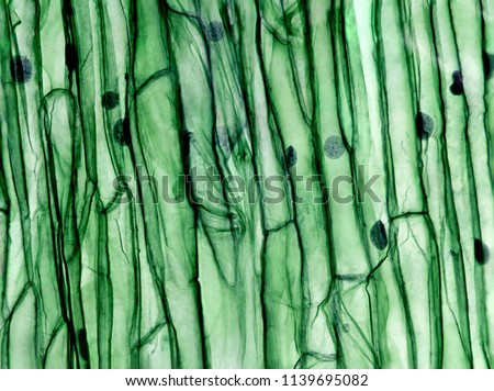 Cells of a plant under a microscope. Food under a microscope. Royalty-Free Stock Photo #1139695082
