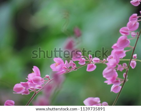 Coral Vine, Mexican Creeper, Chain of love, Confederate Vine, Hearts on a Chain, a beautiful bouquet of pink flowers against green nature background.
                               