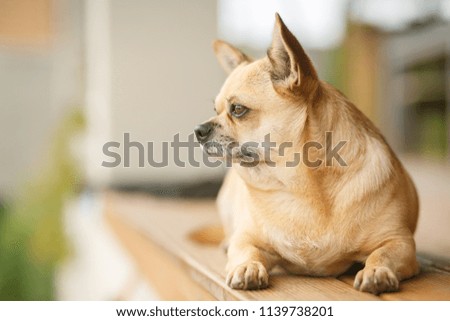 Portrait of a red chihuahua on a terrace