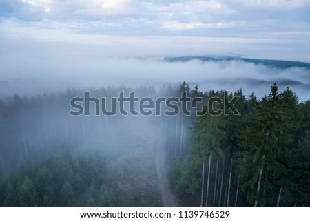 Spring fog between the trees.