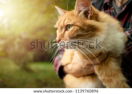 Close-up of Ginger domestic cat with long whiskers in young man arms. Selective focus. Royalty-Free Stock Photo #1139760896