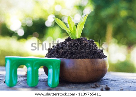 gardening tools and young potted plant