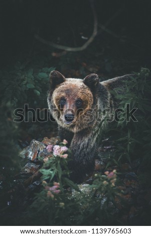 Beautiful brown bear looking at camera in the forest 