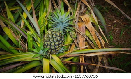 Nature, farm animals and fruits Royalty-Free Stock Photo #1139768756