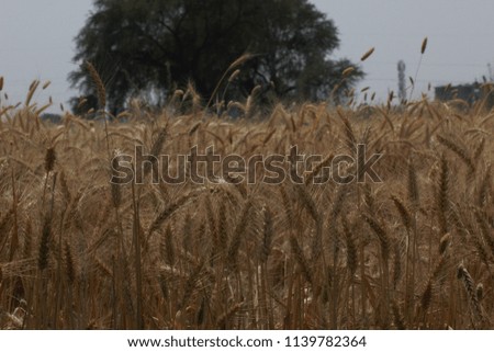 Wheat farm land