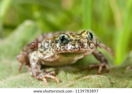 Iberian speckled sapillo (Pelodytes ibericus), amphibian