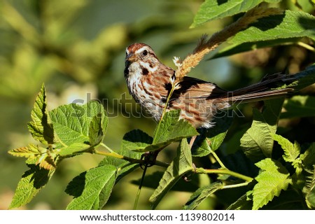 Chipping Sparow (Spizella passerina) sitting on a branch