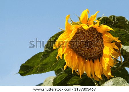 Blossoming sunflower with large green leaves