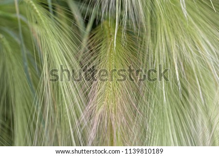 Spikes of foxtail barley (Hordeum jubatum), a wild barley species.