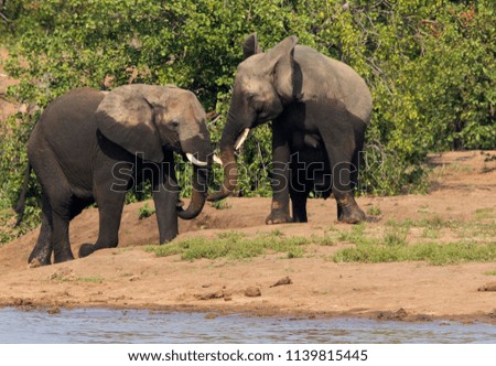 African Elephants Playing in the Water, Kruger National Park, South Africa