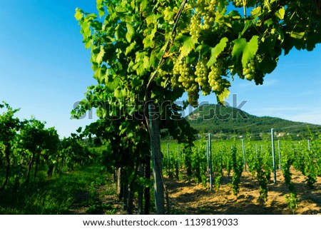 white wine grapes at vineyard, near Badacsony, Balaton highland, Hungary, Gulacs hill at background