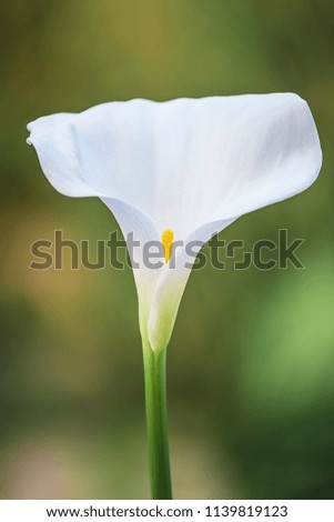 Beautiful elegant white calla lily flower with bokeh background, vertical picture