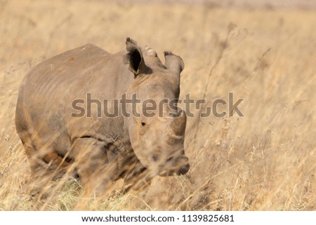 White Rhino Calf, Rietvlei Nature Reserve, South Africa