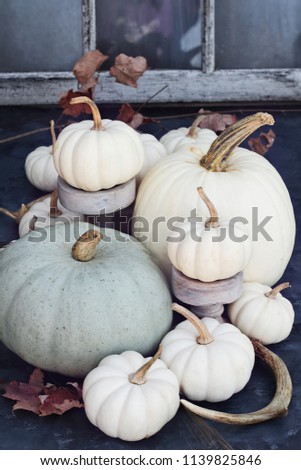 Thanksgiving or Halloween autumn decorations with heirloom mini white and grey pumpkins and deer antlers against a rustic autumn background.