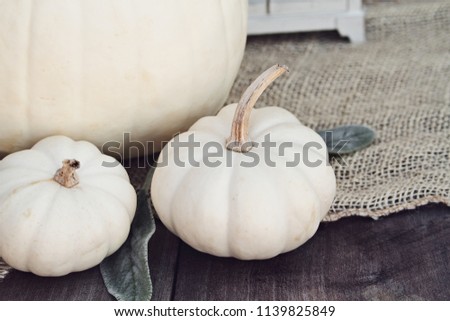 Heirloom and mini white pumpkins sitting on wooden rustic table decorated for Thanksgiving Day or Halloween.