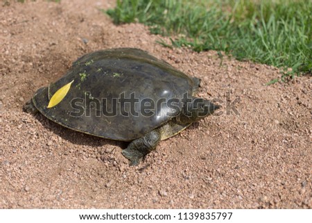 Close up of turtle in sand with grass