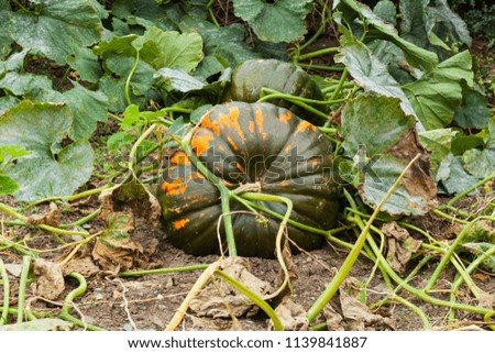 Pumpkin growing in a field in autumn. Asturias, Spain
