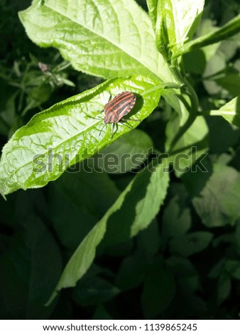 Striped beetle on green leaves