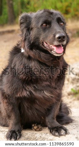 Picture of a beautiful black dog   Foto eines wunderschönen schwarzen Hundes