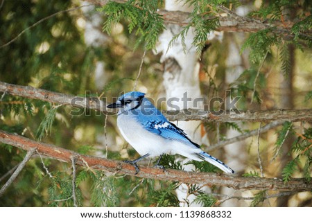 Blue Jay bird enjoying the winter season.