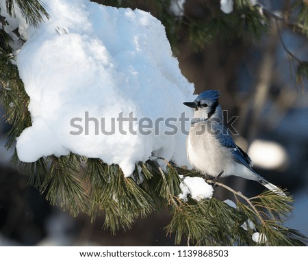 Blue Jay bird enjoying the winter season.