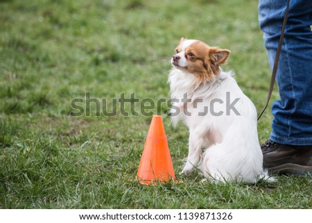 Portrait of a chihuahua dog living in belgium