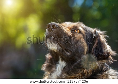 muzzle dogs mongrels close-up natural background