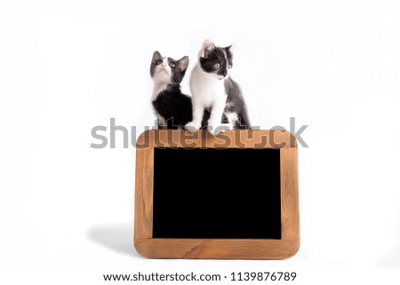 cut little kitten with frame shoot in studio on white background