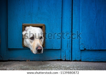 Head of Labrador dog sticking through cat flap Royalty-Free Stock Photo #1139880872