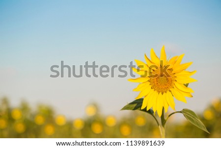 Beautiful background with close up picture of colorful yellow sunflower in golden hour sunlight with free empty space. Agricultural landscape with blue sky. Great for invitation card on summer party.
