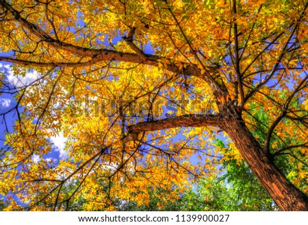 Looking up under a tree in full autumn colors blue sky