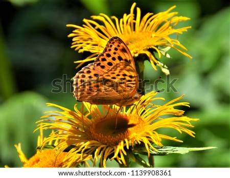a beautiful butterfly on a flower
