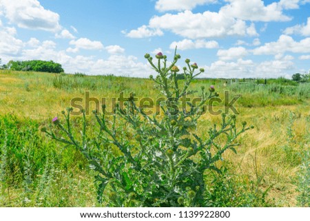 Photo of a flowering Thistle plant. The plant is used in folk medicine.