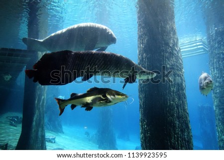 Arapaima pet fish, Manatee and Redtail catfish in freshwater aquarium, selective focus.