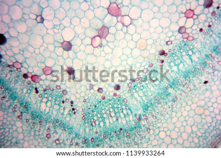 Science plant cells by light microscope