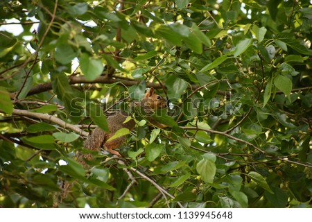 Tree squirrel in a tree.
