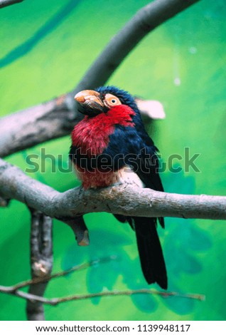 Little cute toucan sitting on the branch on green background.