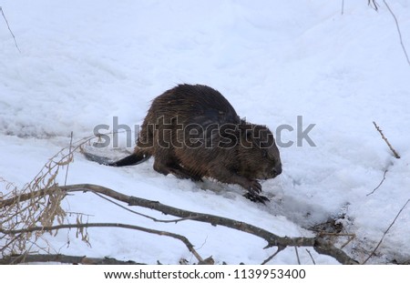 The beaver walks through the snow, lifting his foreleg and looking attentively at the photographer