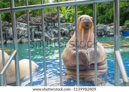 Walrus behind bars in the zoo of Thailand.