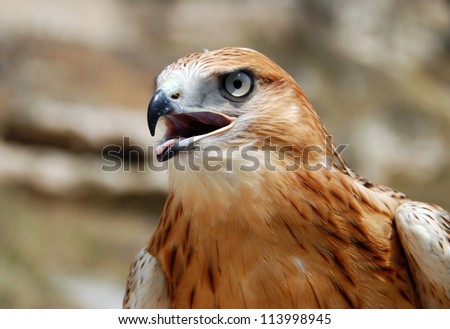Beautiful portrait of a falcon