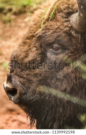 Mighty bison laying in a meadow vs small, nasty flies which surrounded eyes of a bull.